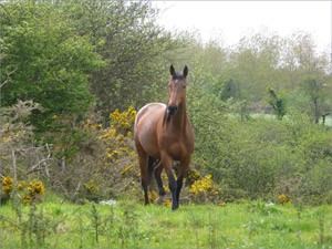 Location Cotentin mer-gîte de bord de mer -Cheval