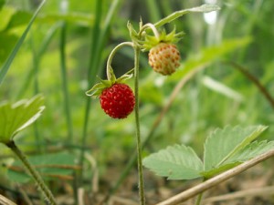 Location Cotentin mer-gîte de bord de mer-fraise des bois