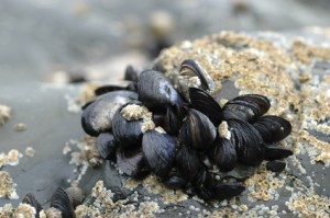 Location Cotentin mer-gîte de bord de mer-moules sauvages