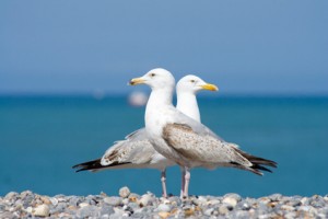 Location Cotentin mer-gîte de bord de mer-Mouettes