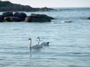 Location Cotentin mer-gîte de bord de mer-Cygnes
