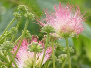 Location Cotentin mer-gîte de bord de mer-Fleur