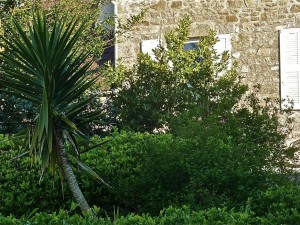 Location Cotentin mer-gîte de bord de mer-Fleur