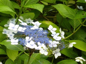 Location Cotentin mer-gîte de bord de mer-Fleur