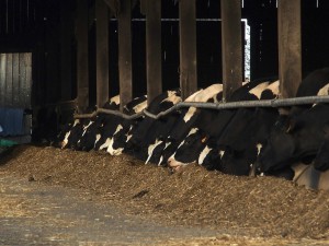 Location Cotentin mer-gîte de bord de mer- Vaches