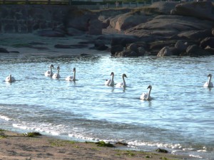 Location Cotentin mer-gîte de bord de mer-Plage du Sablon - Cosqueville